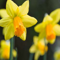 Narcisse jonquille des bois